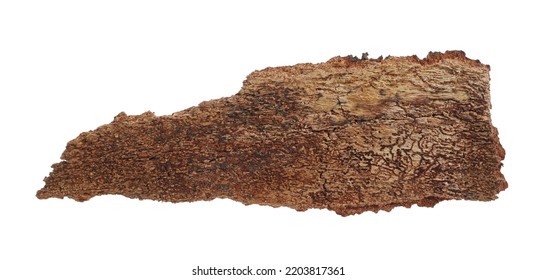 Bark Of Beech Tree With Lichen Isolated On White, Clipping Path