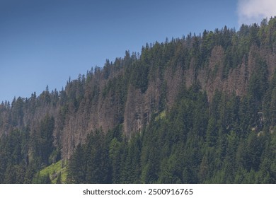Bark beetle attack: spruce trees infected by the bark beetle