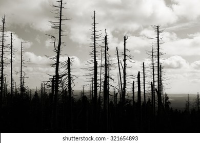 from bark beetle Damaged forest at the foot of the Brocken in the Harz National Park