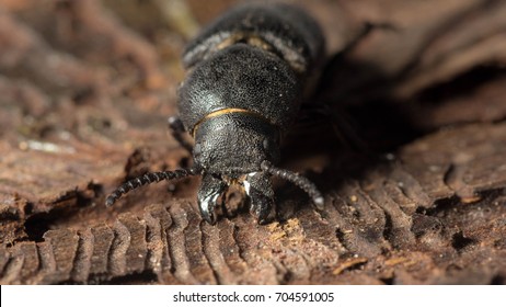 bark beetle eats tree