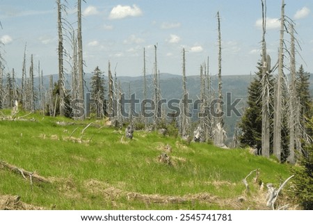 Bark beetle forest side with dead trees