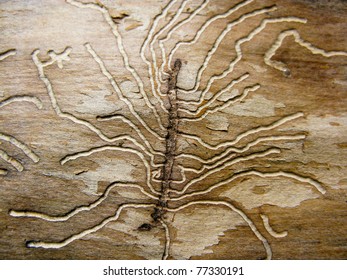 bark beetle gallery engraving on spruce wood