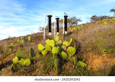 Bark Beetle Insect Cone Traps in Famous Torrey Pines State Park with Desert Cactus Plants in Foreground. San Diego California Southern USA  - Powered by Shutterstock