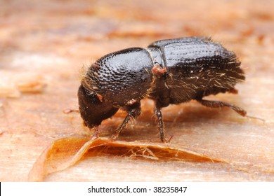 Bark Beetle Ips Typographus