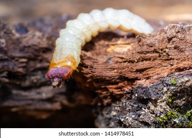 Bark Beetle Larva Crawling On Bark