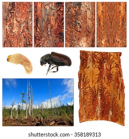 Bark beetle: larva, imago, bark galleries and damaged tree forest