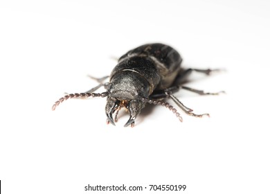 Bark beetle on isolated white background