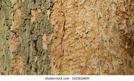 Bark Beetle Pest Deciduous Oak Forests European Infested Drought Dry Attacked Xyleborus Monographus Ambrosia, Scolytus Intricatus And Platypus Cylindrus Oak Pinhole Borer, Larvae Burrow