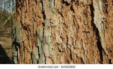 Bark Beetle Pest Deciduous Oak Forests European Infested Drought Dry Attacked Xyleborus Monographus Ambrosia, Scolytus Intricatus And Platypus Cylindrus Oak Pinhole Borer, Larvae Burrow