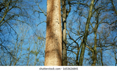 Bark Beetle Pest Deciduous Oak Forests European Infested Drought Dry Attacked Xyleborus Monographus Ambrosia, Scolytus Intricatus And Platypus Cylindrus Oak Pinhole Borer, Larvae Burrow