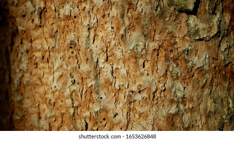 Bark Beetle Pest Deciduous Oak Forests Europe Infested Drought Dry Attacked Xyleborus Monographus Ambrosia, Scolytus Intricatus And Platypus Cylindrus Oak Pinhole Borer, Larvae Burrow