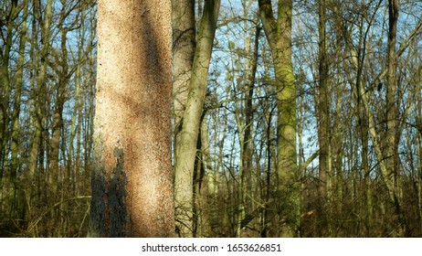 Bark Beetle Pest Deciduous Oak Forests Europe Infested Drought Dry Attacked Xyleborus Monographus Ambrosia, Scolytus Intricatus And Platypus Cylindrus Oak Pinhole Borer, Larvae Burrow