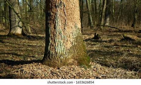 Bark Beetle Pest Deciduous Oak Forests European Infested Drought Dry Attacked Xyleborus Monographus Ambrosia, Scolytus Intricatus And Platypus Cylindrus Oak Pinhole Borer, Larvae Burrow