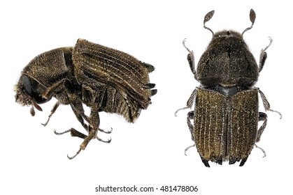 Bark beetle (Phlocosinus armatus) isolated on a white background