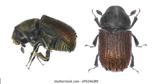 Bark beetle (Phloeosinus aubei) isolated on a white background