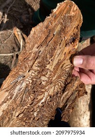 Bark beetle - Scolytinae - feeding marks