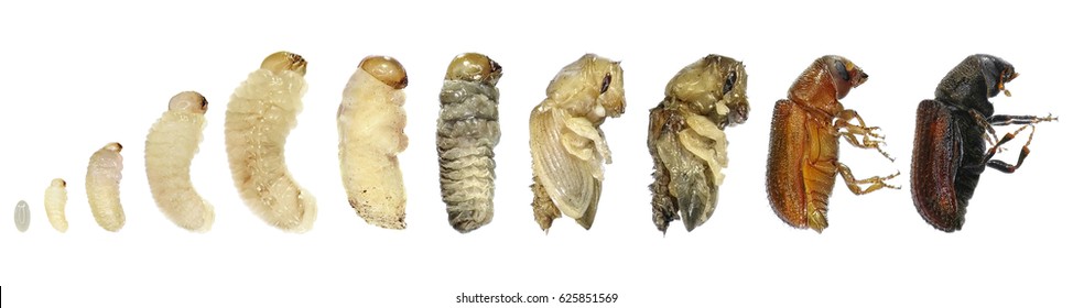 Bark Beetle (Tomicus destruens). Egg, larva, pupa and adult beetle. Young and mature stages of development. Lateral view. Isolated on a white background