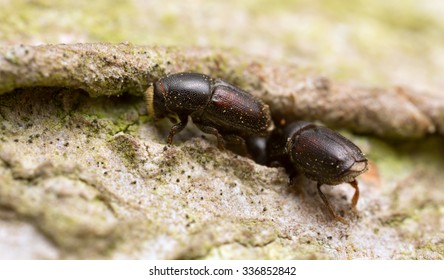Bark beetles on wood