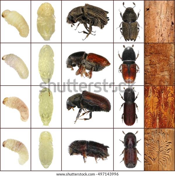 Bark Beetles Phlocosinus Armatus Scolytus Amygdali Stock Photo (Edit ...