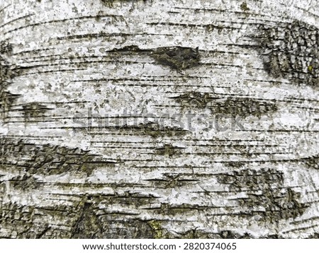 The bark of a birch tree displays lines and textures from nature. Sunlight enhances the details of the wood and surrounding area.