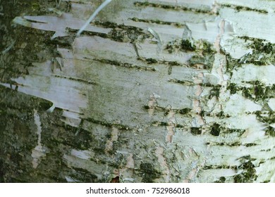 The Bark Of The Birch Tree, Texture, Background.