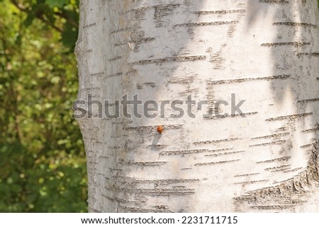bark birch tree trunk close up natural ladybug green forest background summer day