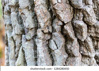 The Bark Of A Blackgum (Nyssa Sylvatica) Tree In Barrington, New Hampshire. Near Stonehouse Pond.