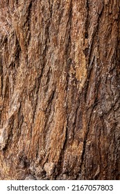 Bark Of Cedar Tree Texture Background,dry Tree Texture,Texture Of Wood 