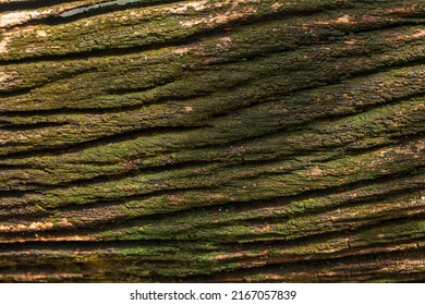 Bark Of Cedar Tree Texture Background,dry Tree Texture,Texture Of Wood 