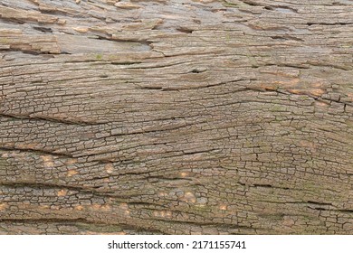 Bark Of Cedar Tree Texture Background,dry Tree Texture,Texture Of Wood 