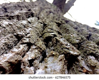 Bark close up