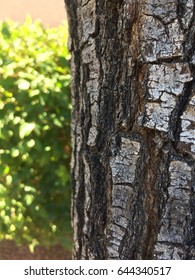 Bark close up