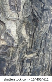 The Bark - Closeup Of The Bark Of A Tree Which Is As Unique As The Thumb Print Of Humans.