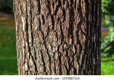 Bark Details Of Cedrus Libani Tree