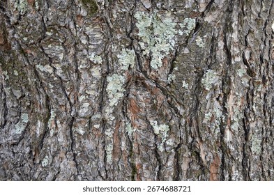 The bark of the Eastern white pine tree provides interesting and dynamic texture as a background.