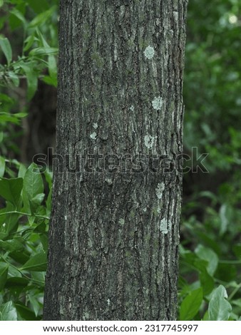 The bark of the Ebony tree or Diospyros rhodocalyx Kurz
