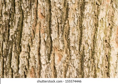 Bark Of Elm Background.