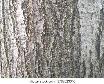 The Bark Of An Elm Tree