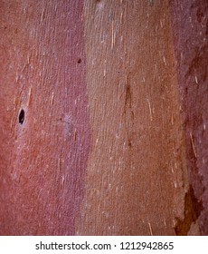 Bark Of The Eucalyptus Salubris