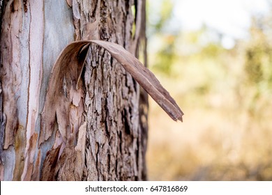 Bark of the Eucalyptus Tree