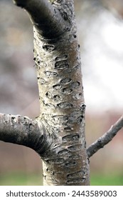 Bark of a fruit tree damaged by the buffalo leafhopper (Stictocephala bisonia)