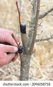 Bark grafting. A gardener is grafting a fruit tree, pear tree using bark grafting technique as a rootstock is of larger diameter than the scion, and securing the scion with a tape.  - Shutterstock ID 2096058718