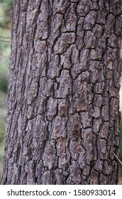 Bark. Hardwickia Binata. Iron-wood Tree. Family: Caesalpiniaceae. A Large Deciduous Tree With Extremely Hard, Heavy Wood