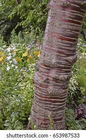 The Bark Of The Himalayan Birch Cherry Tree