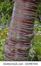 The Bark Of The Himalayan Birch Cherry Tree