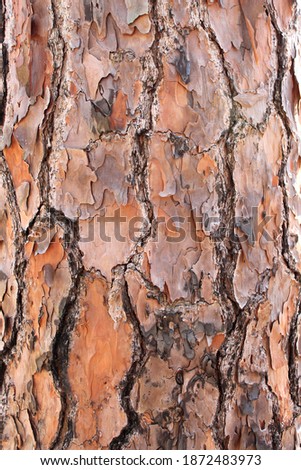 Bark of longleaf pine tree