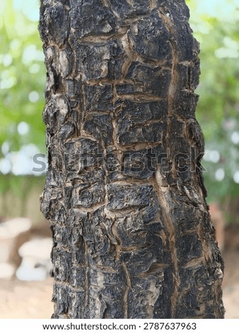 Bark morphology ; Cracked type