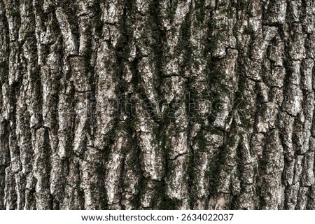 bark of old deciduous tree close-up. texture. abstract background