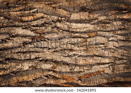 bark of an old oak