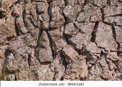 bark of old oak tree texture background pattern